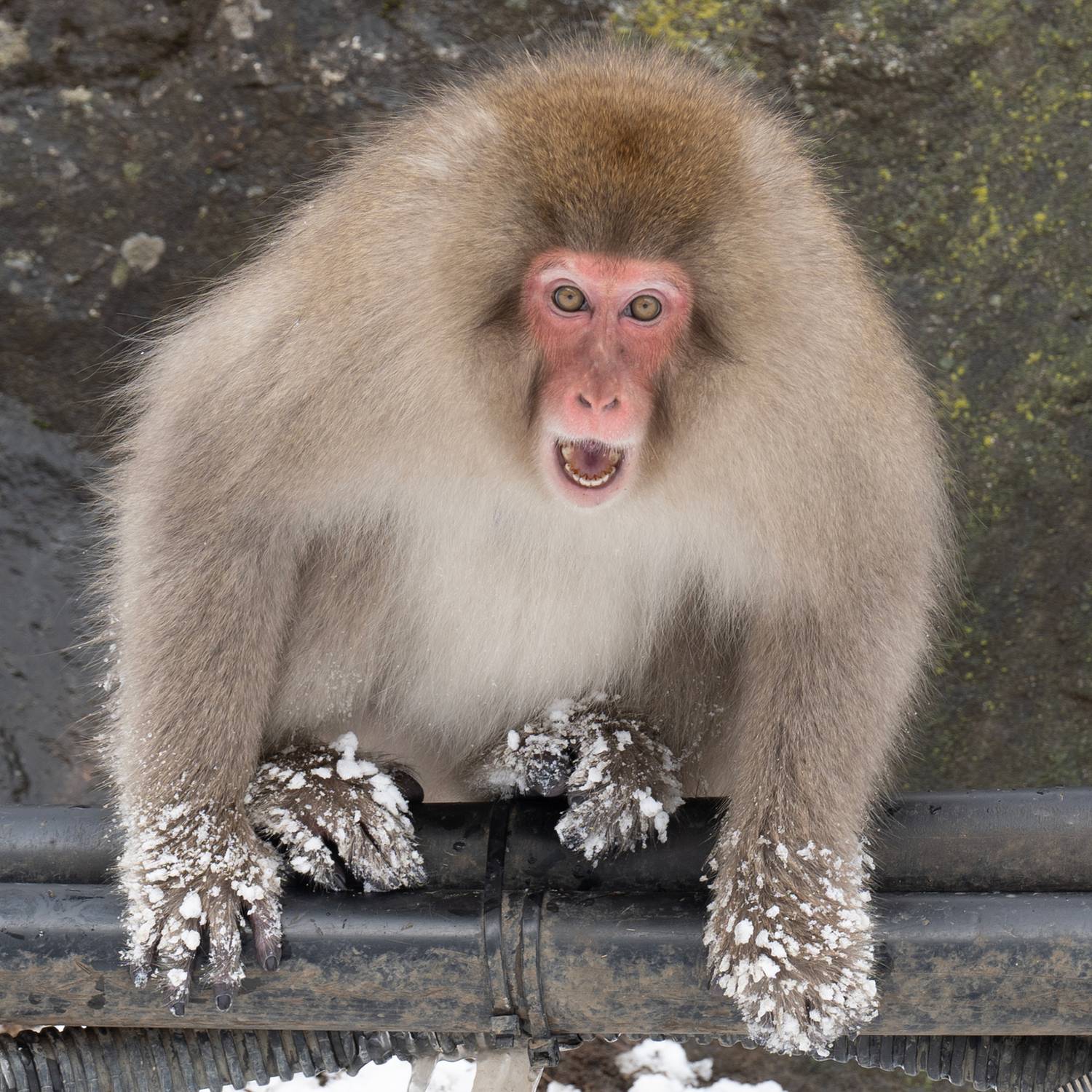 , Vladimir Vorobeychik