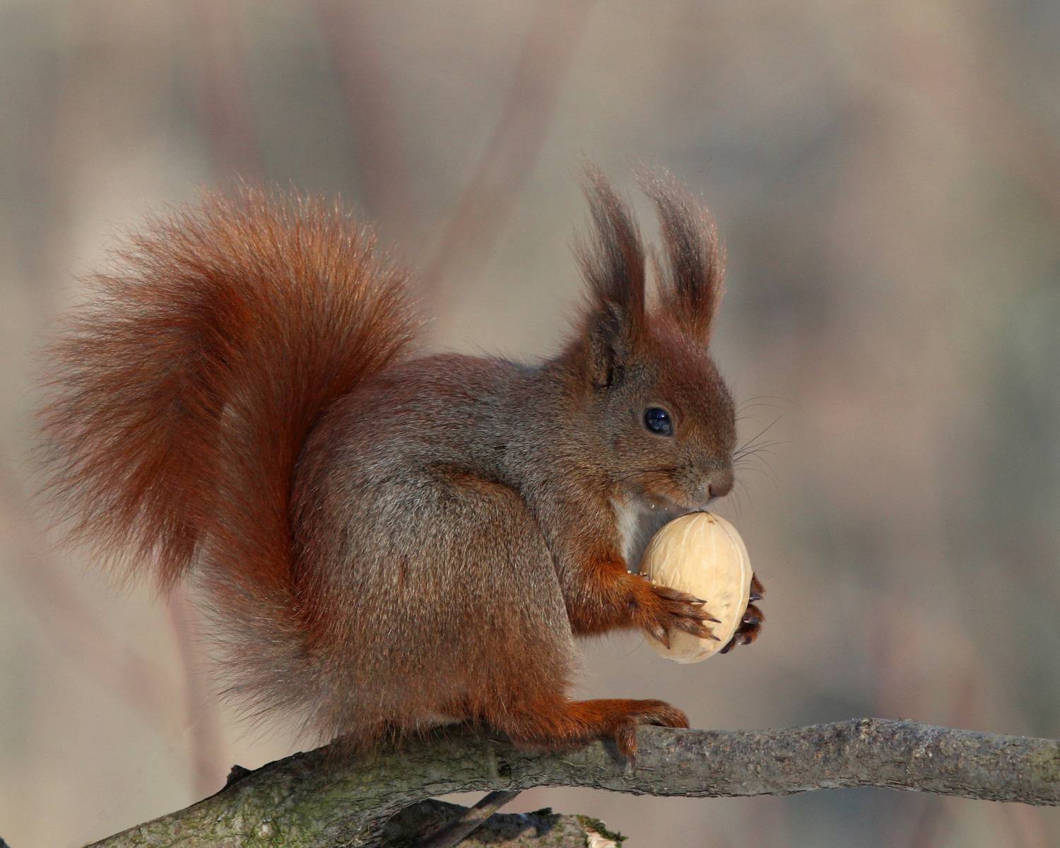обыкновенная белка, белка, sciurus vulgaris, red squirrel, squirrel, парк имени макса ашманна, Бондаренко Георгий