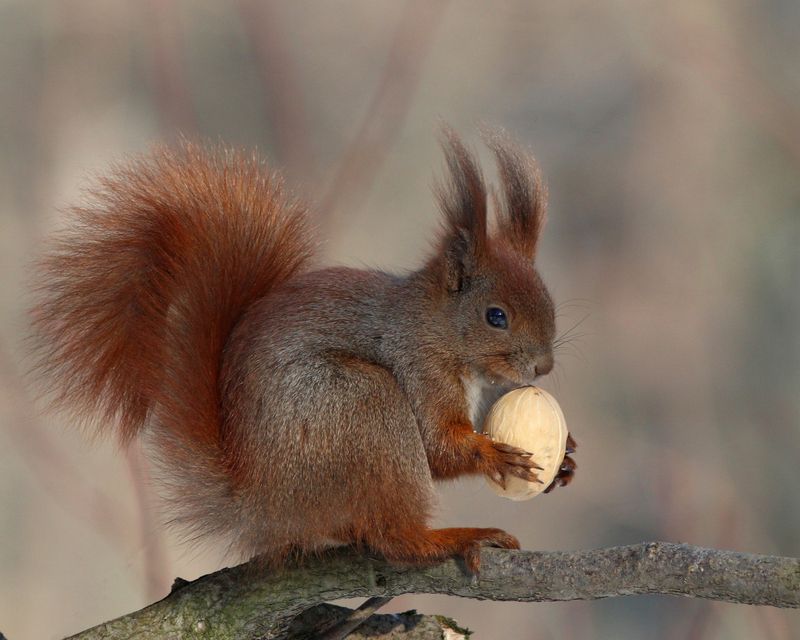 обыкновенная белка, белка, sciurus vulgaris, red squirrel, squirrel, парк имени макса ашманна Никому не отдам! фото превью