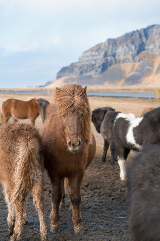 Исландские лошадки фото превью