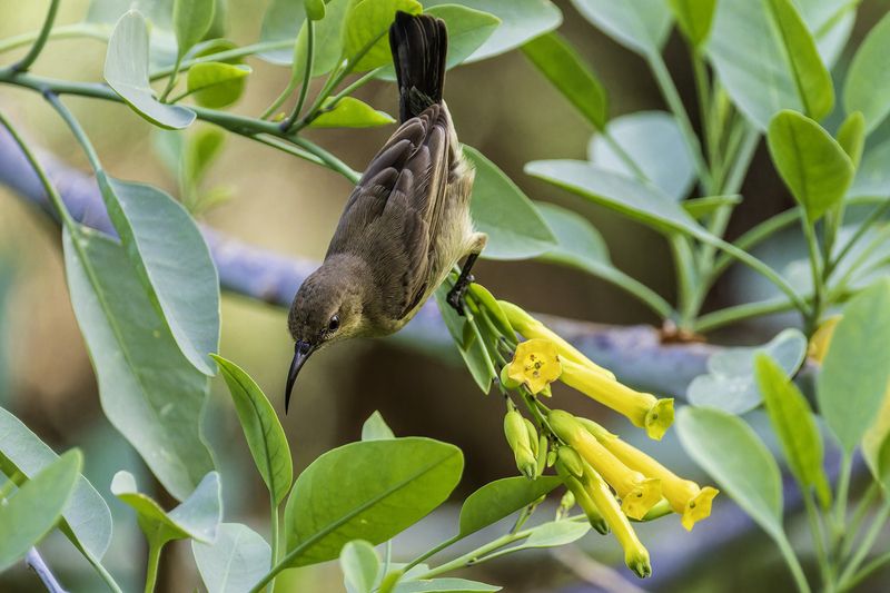 Палестинская нектарница. фото превью