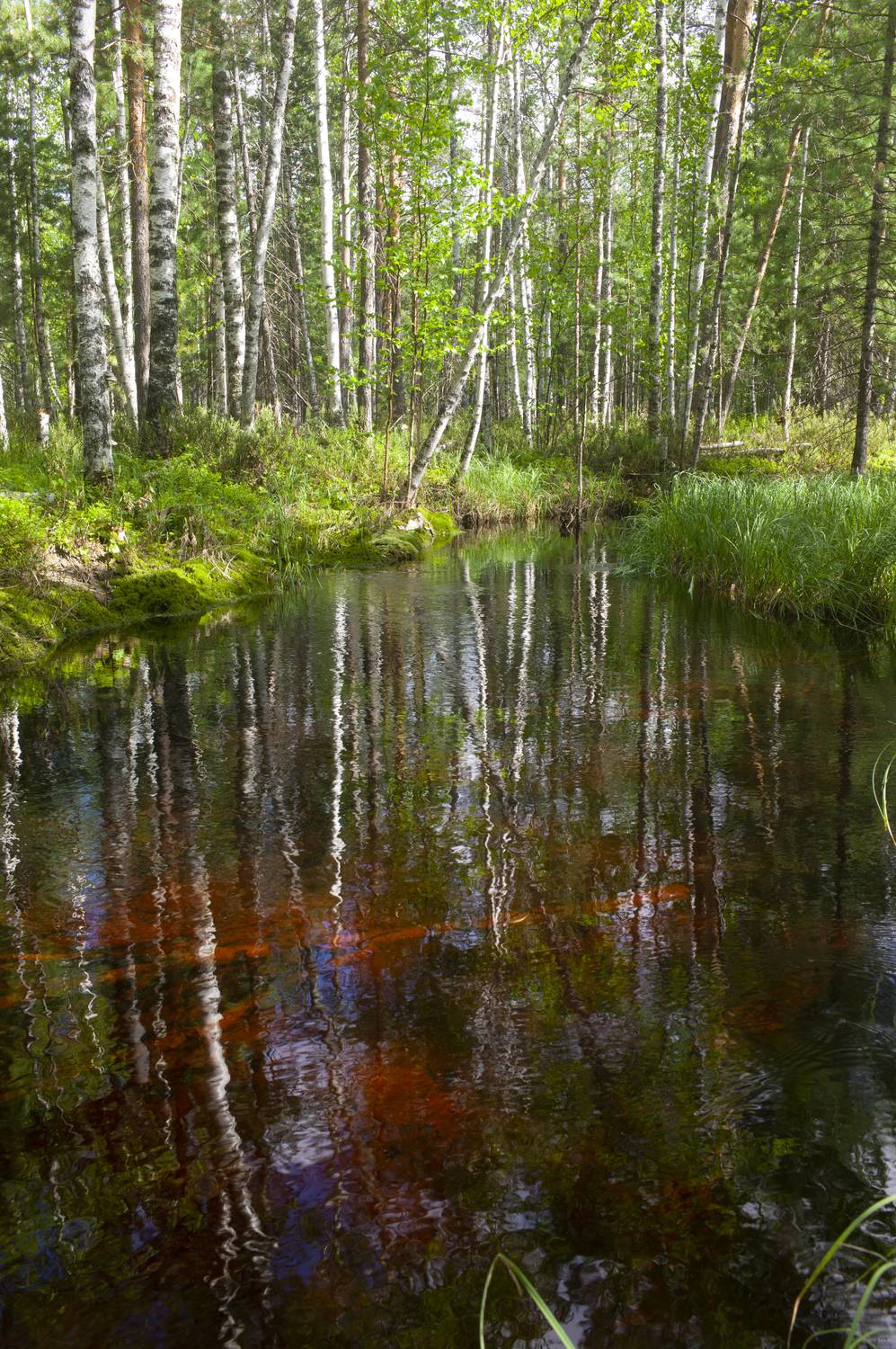 , Михаил Дронов