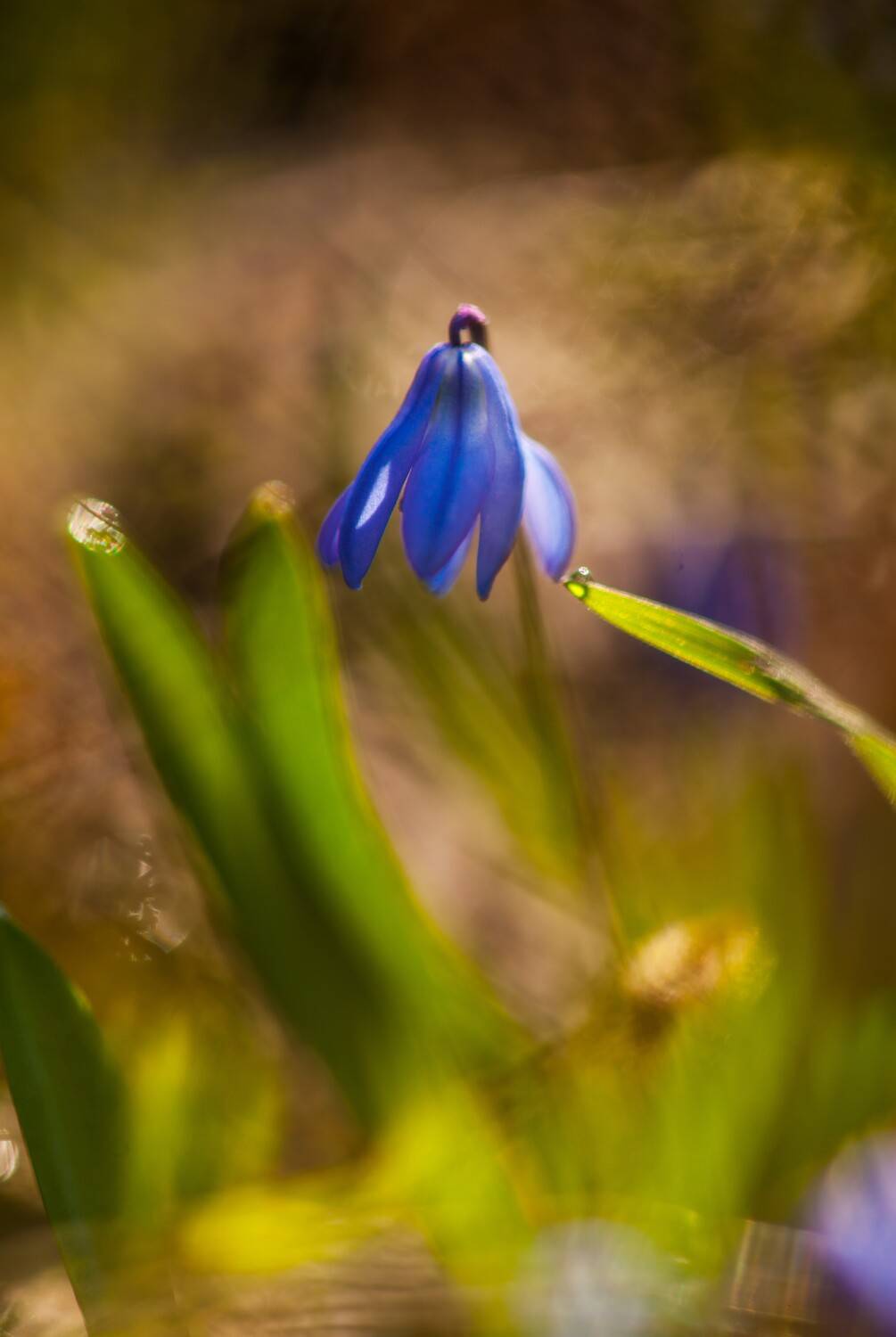 , Викулов Николай