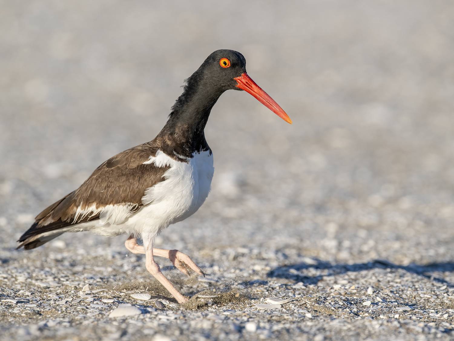 , Fernando Burgalin Sequeira