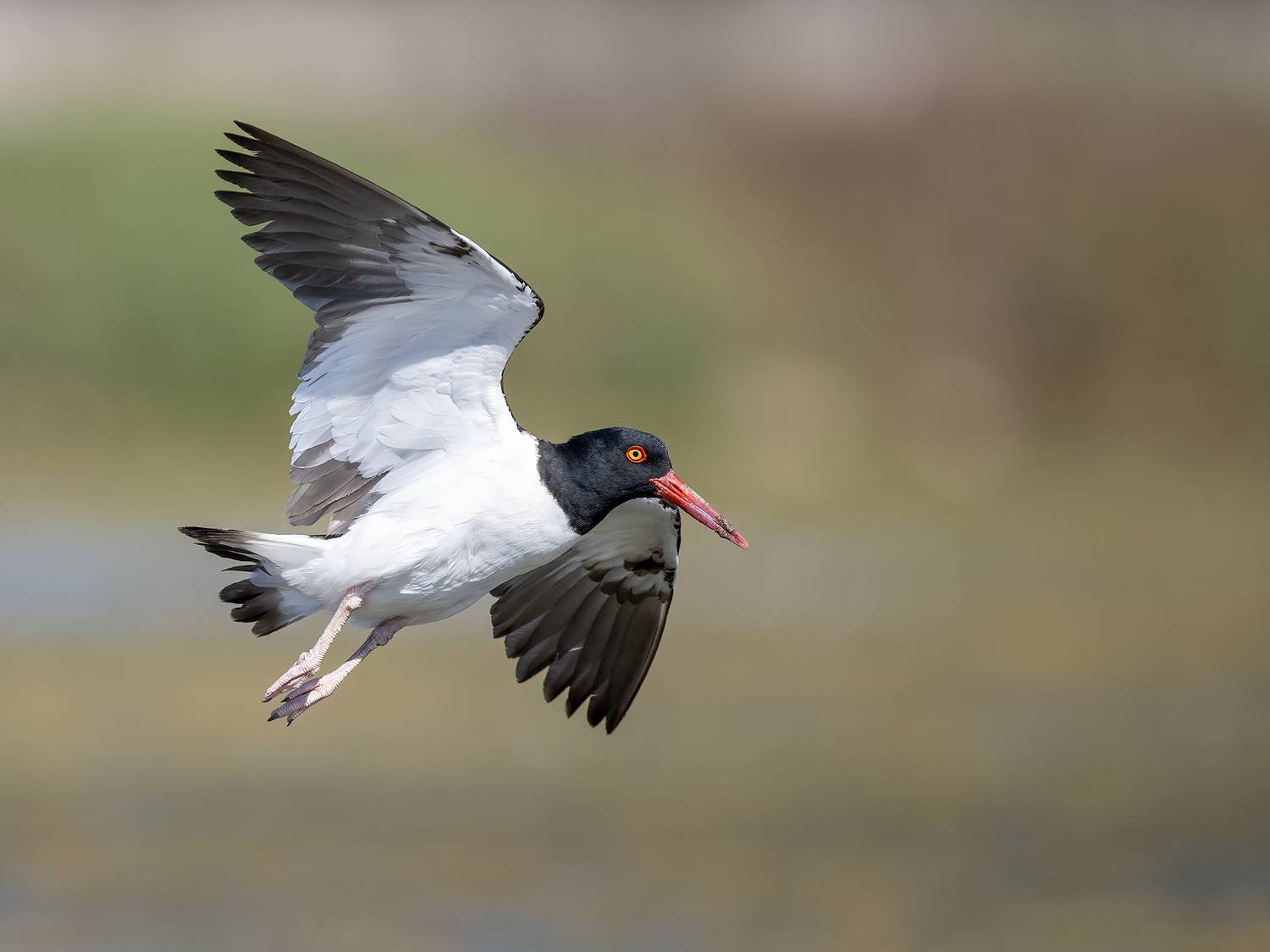 , Fernando Burgalin Sequeira