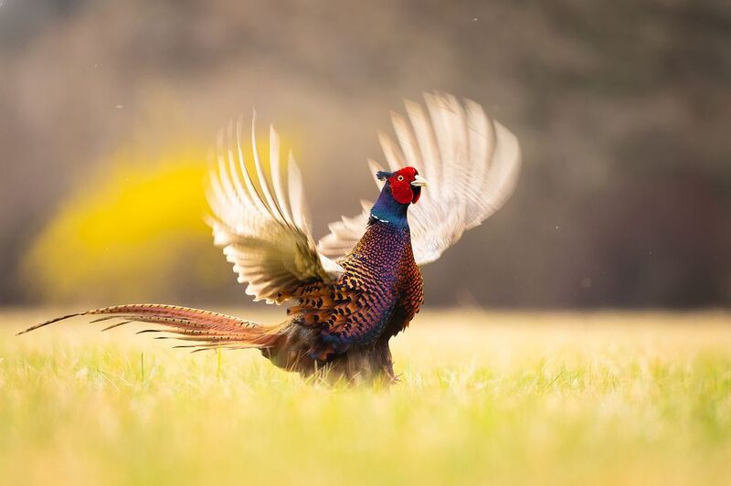 Pheasant фото превью