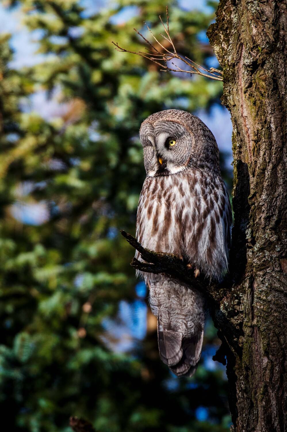 , Павел Ныриков