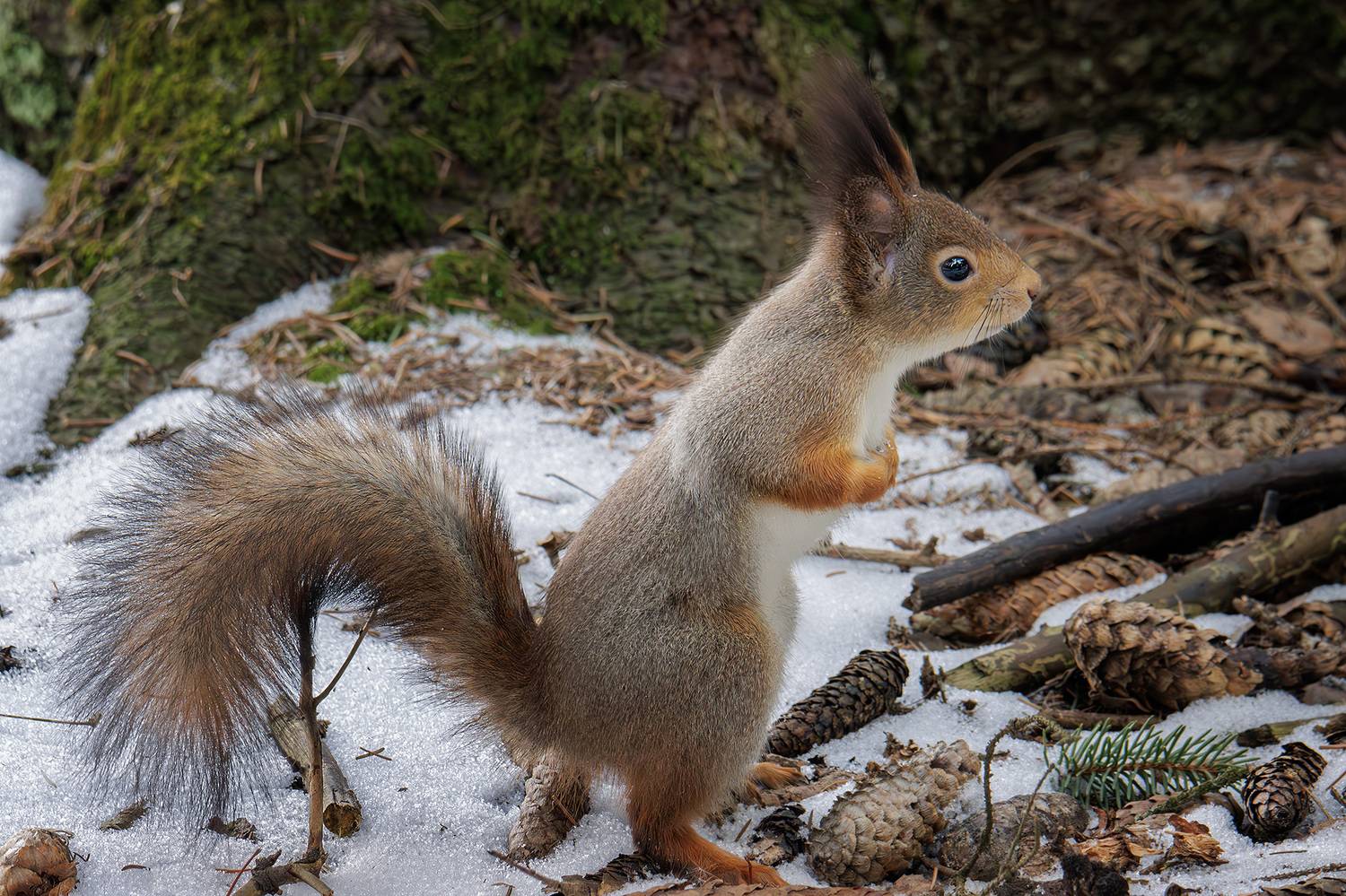 , Морозов Сергей