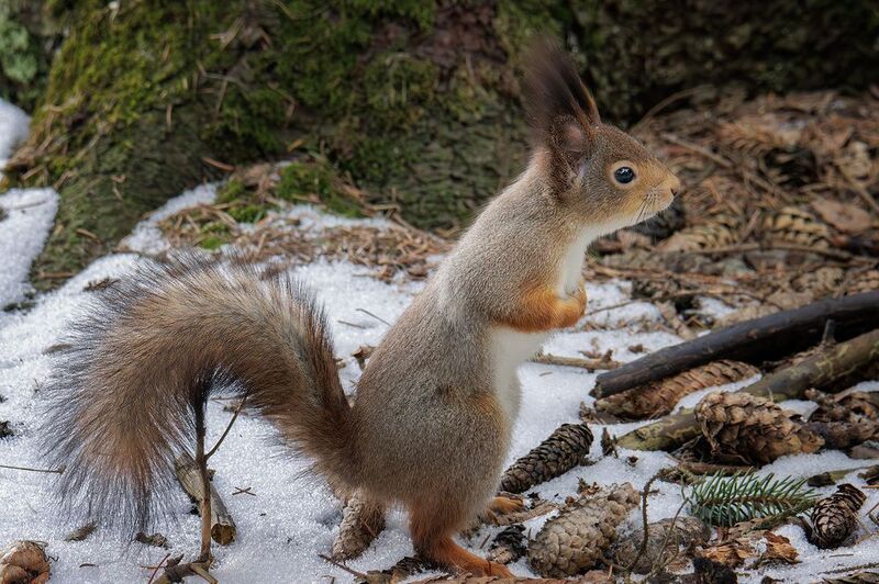 фото превью