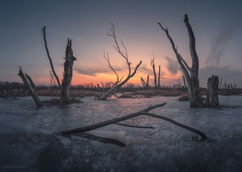 деревья, коряги, озеро, закат, рязанская область Стражи озера фото превью