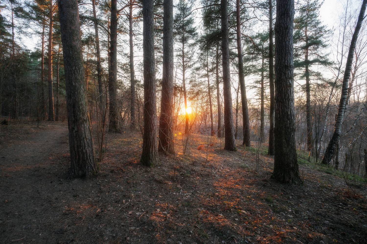 природа, заказт, лесной пейзаж, пейзаж, Московская область, Мартыненко Дмитрий