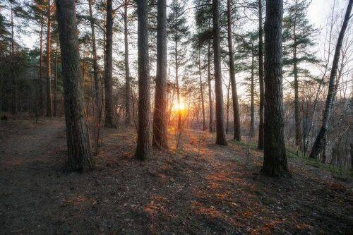 Сосновый лес. Март 2025