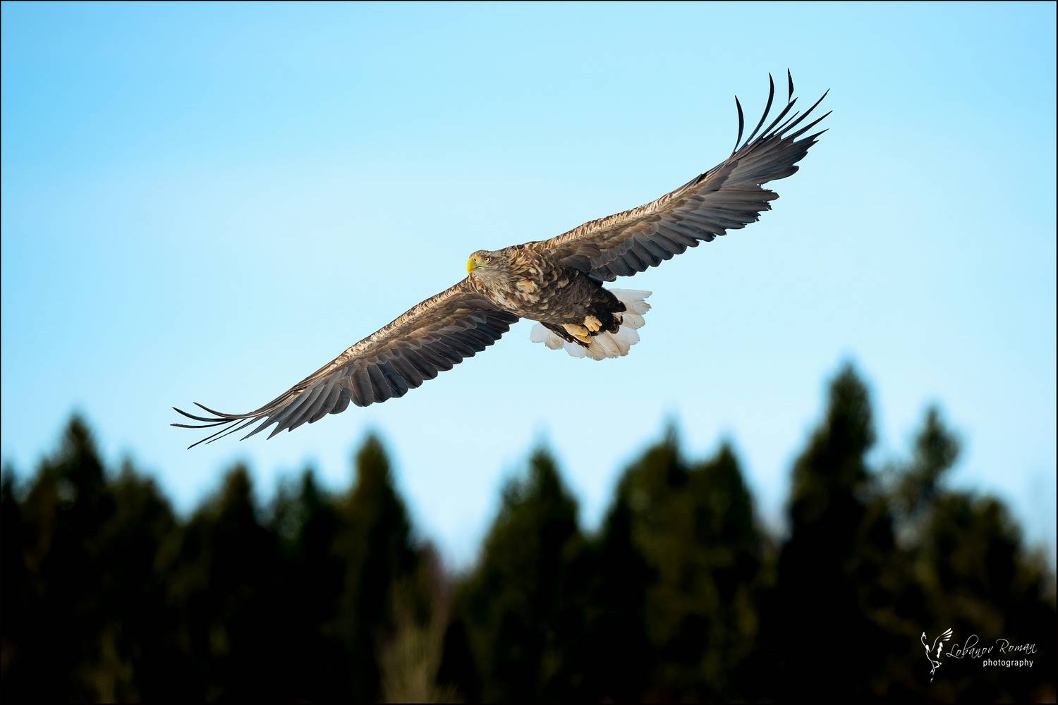 , Лобанов Роман