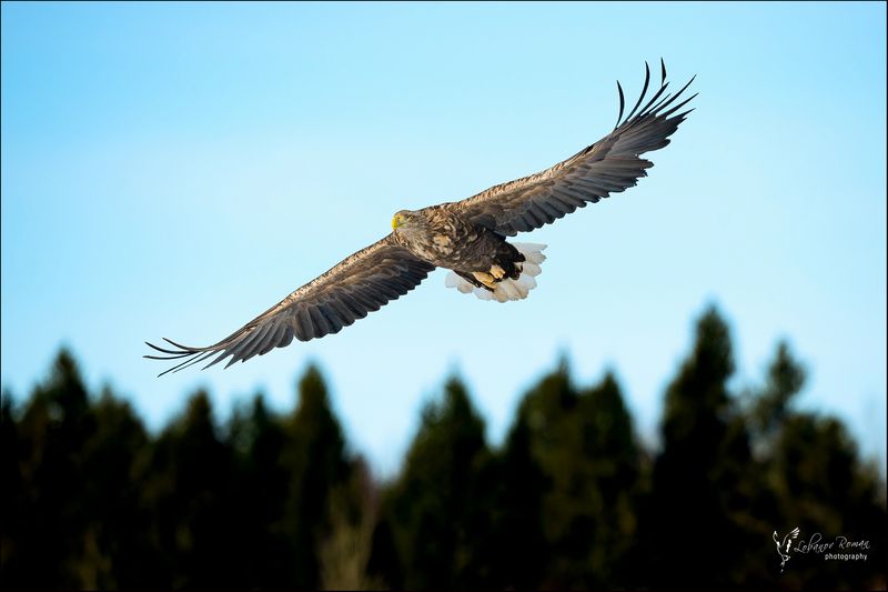 Осматривая владения  фото превью
