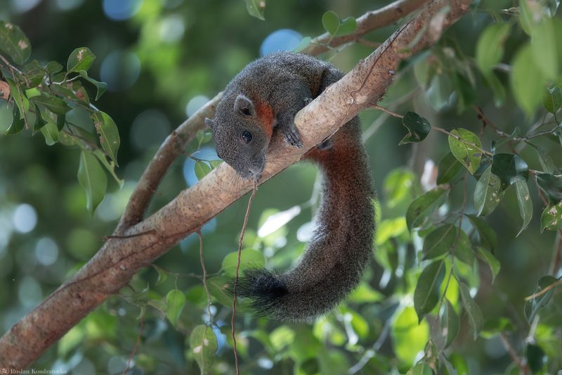 Краснобрюхая белка Краснобрюхая белка фото превью