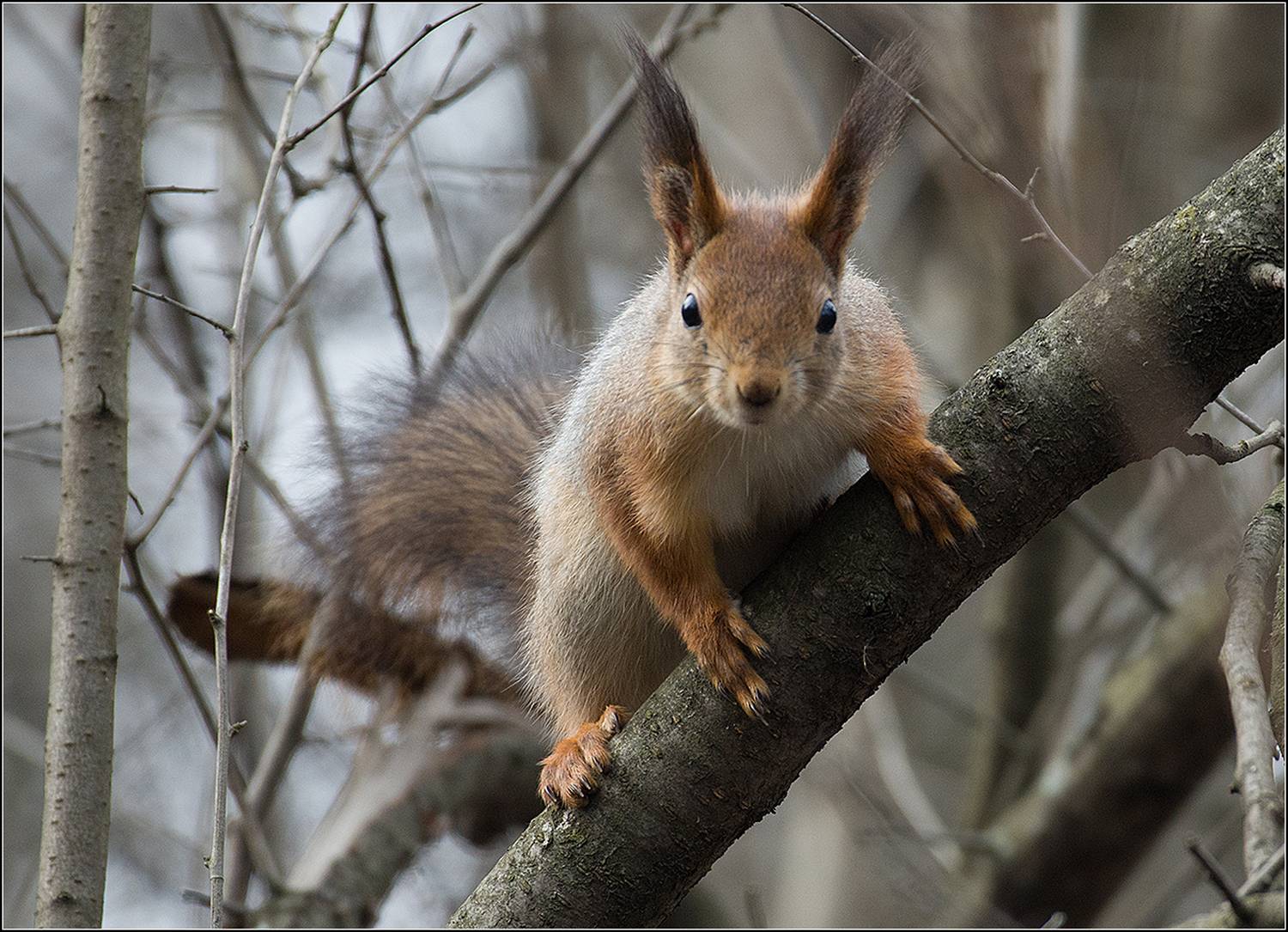 москва, парк, март, белка, АНАТОЛИЙ ДОВЫДЕНКО