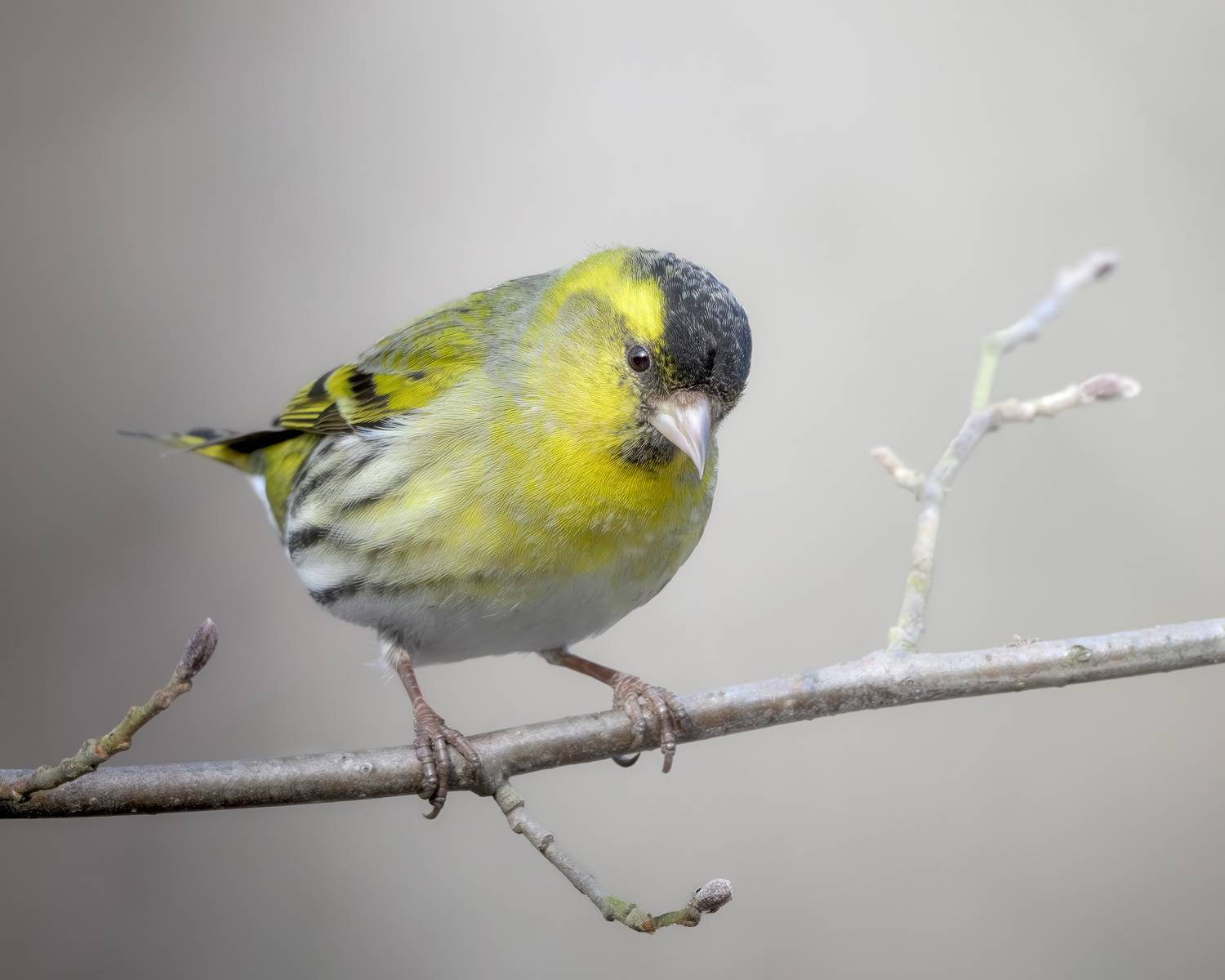 чиж, птицы, Москва, лес, природа, весна, Михаил Ездаков