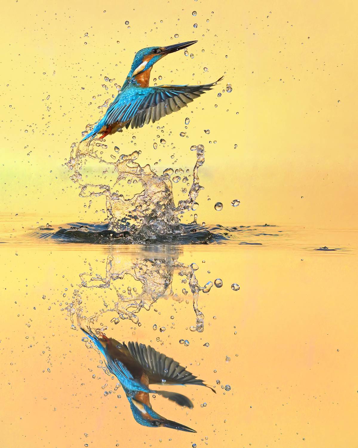 #nikon kingfisher, Rajendra Dhage