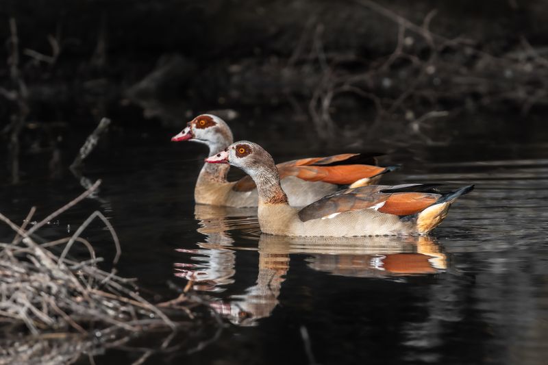 нильский гусь, египетский гусь, пара, приключение, черный пруд, alopochen aegyptiaca, egyptian goose, black pond, adventure Искатели приключений фото превью