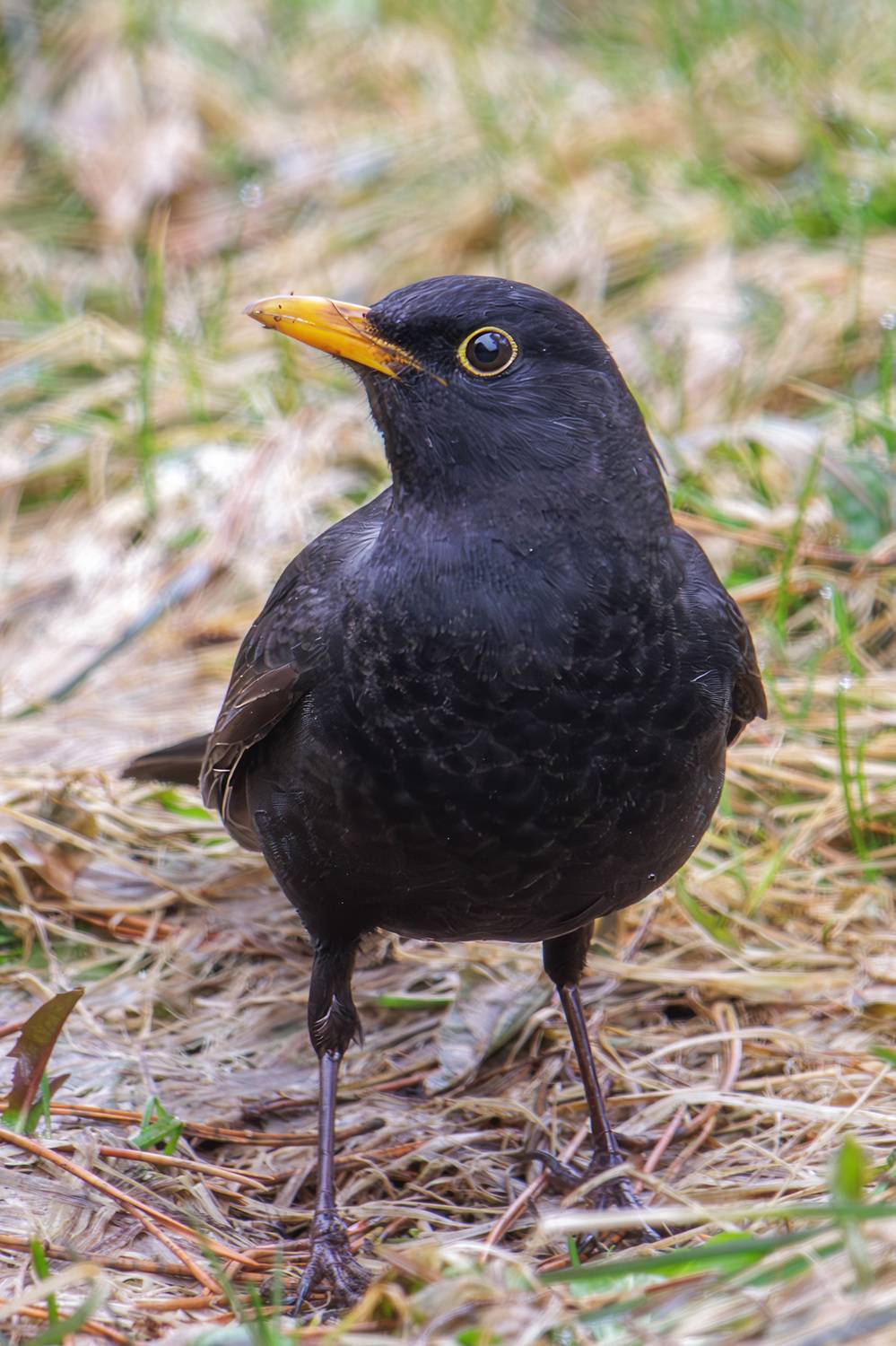 дрозд, черный дрозд, Морозов Сергей