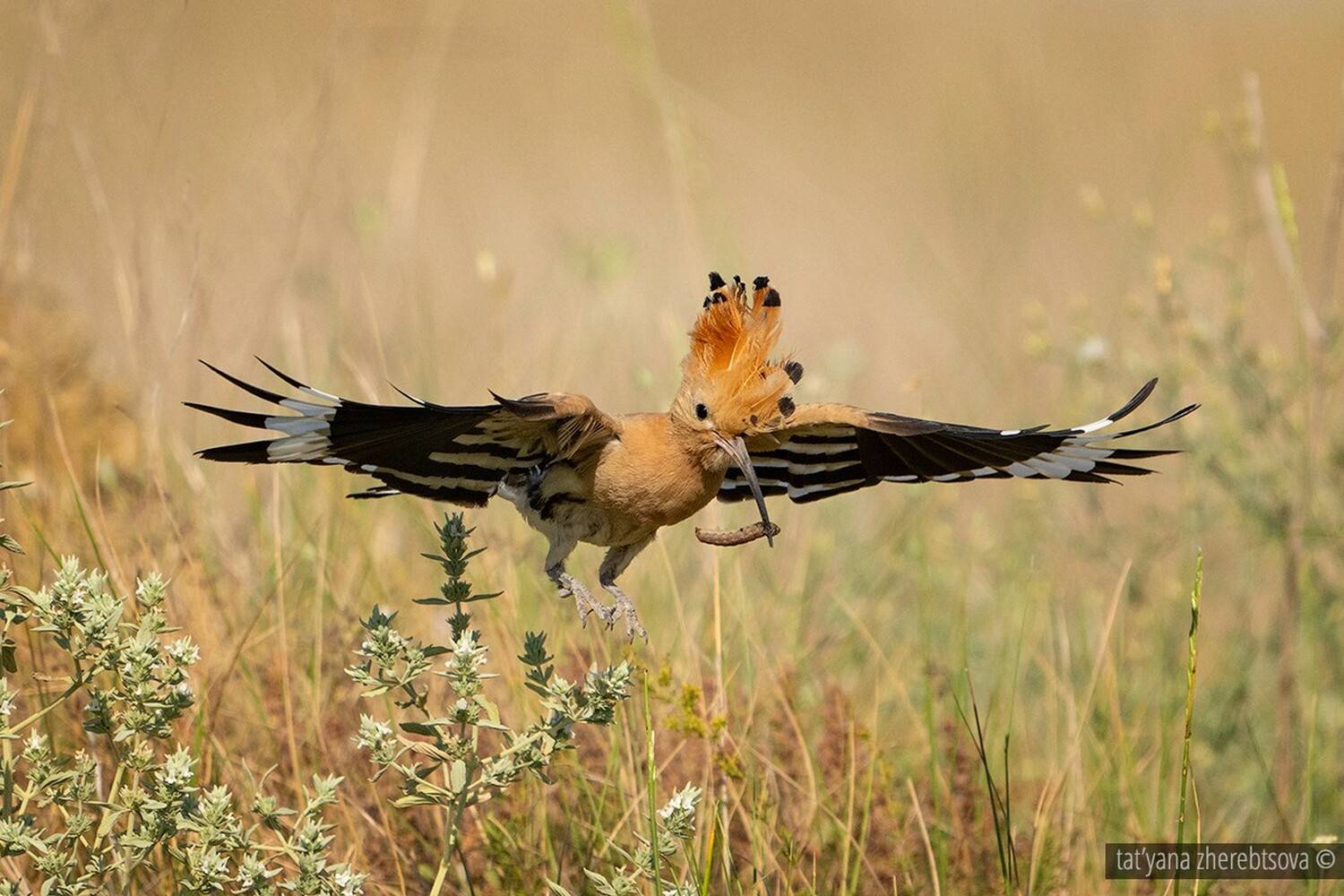 , Татьяна Жеребцова