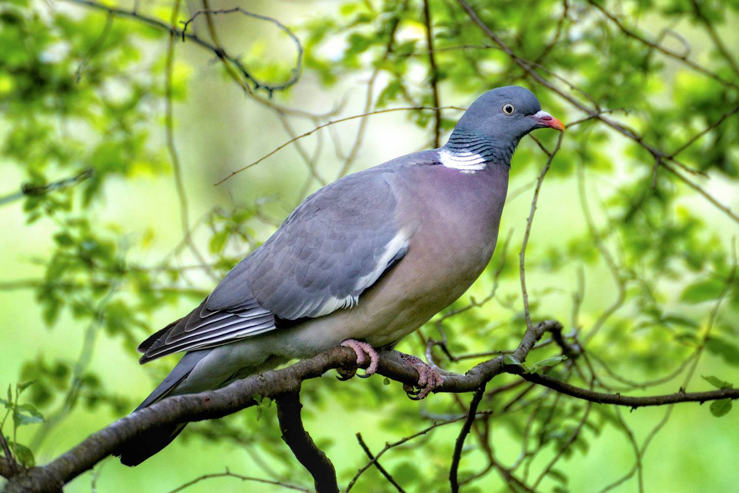 , Сергей Тихомиров