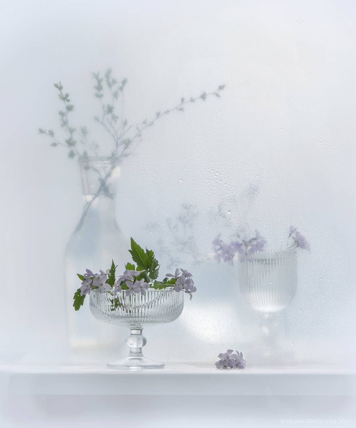 , Шипунова Ирина