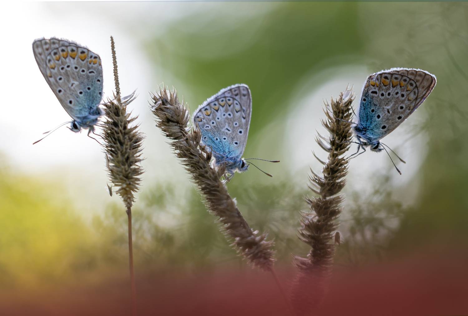 , Кузнецов Дмитрий