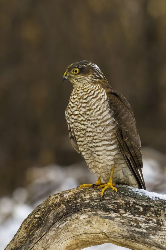 природа *** фото превью