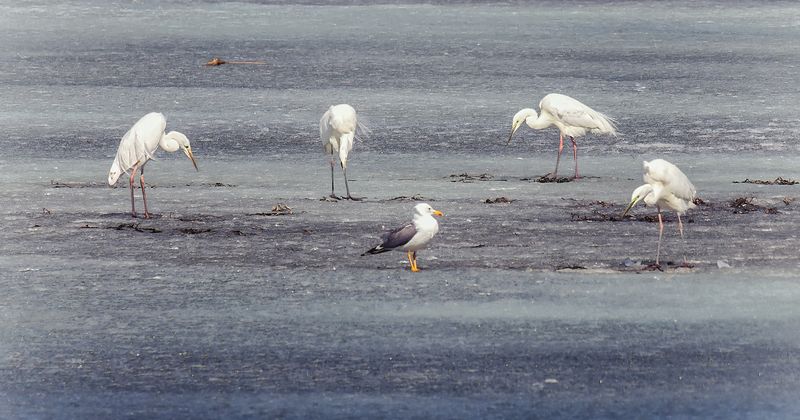 птица, цапля, чайка, рыбалка, весна, Рыбаки. (6 ФОТО) фото превью