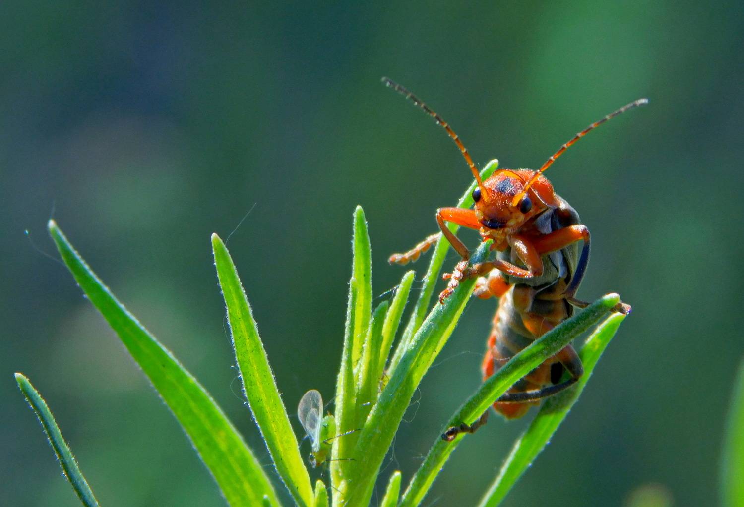, Сергей Чеченов