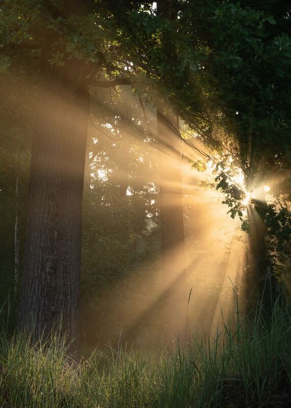 Утренний свет фото превью