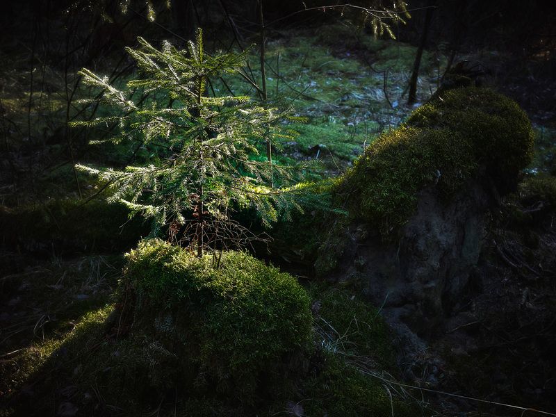 лес, свет Лесная зарисовка фото превью