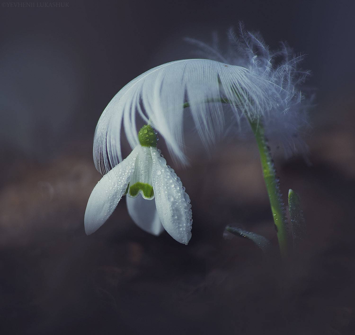 , Лукашук Евгений