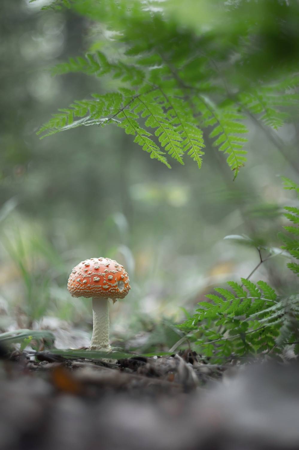 лес, лето, макро, грибы, мухоморы, macro, mushroom, forest, bokeh, manuallens, Обидина Мария