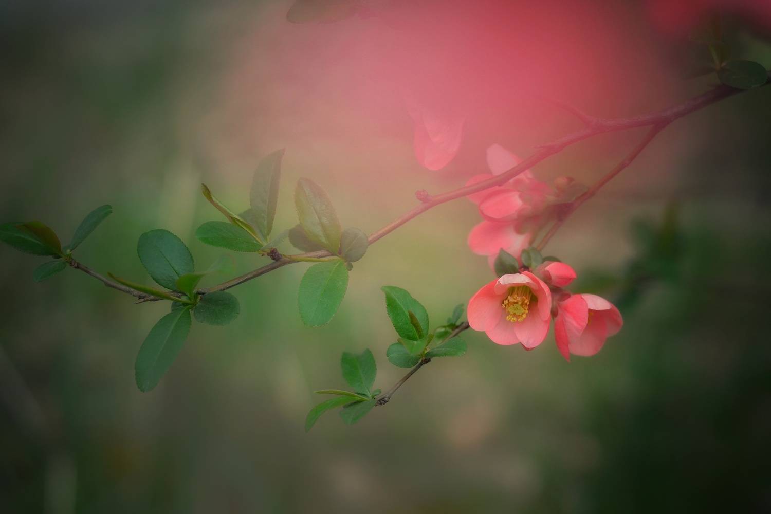 , Юлияна Стоянова