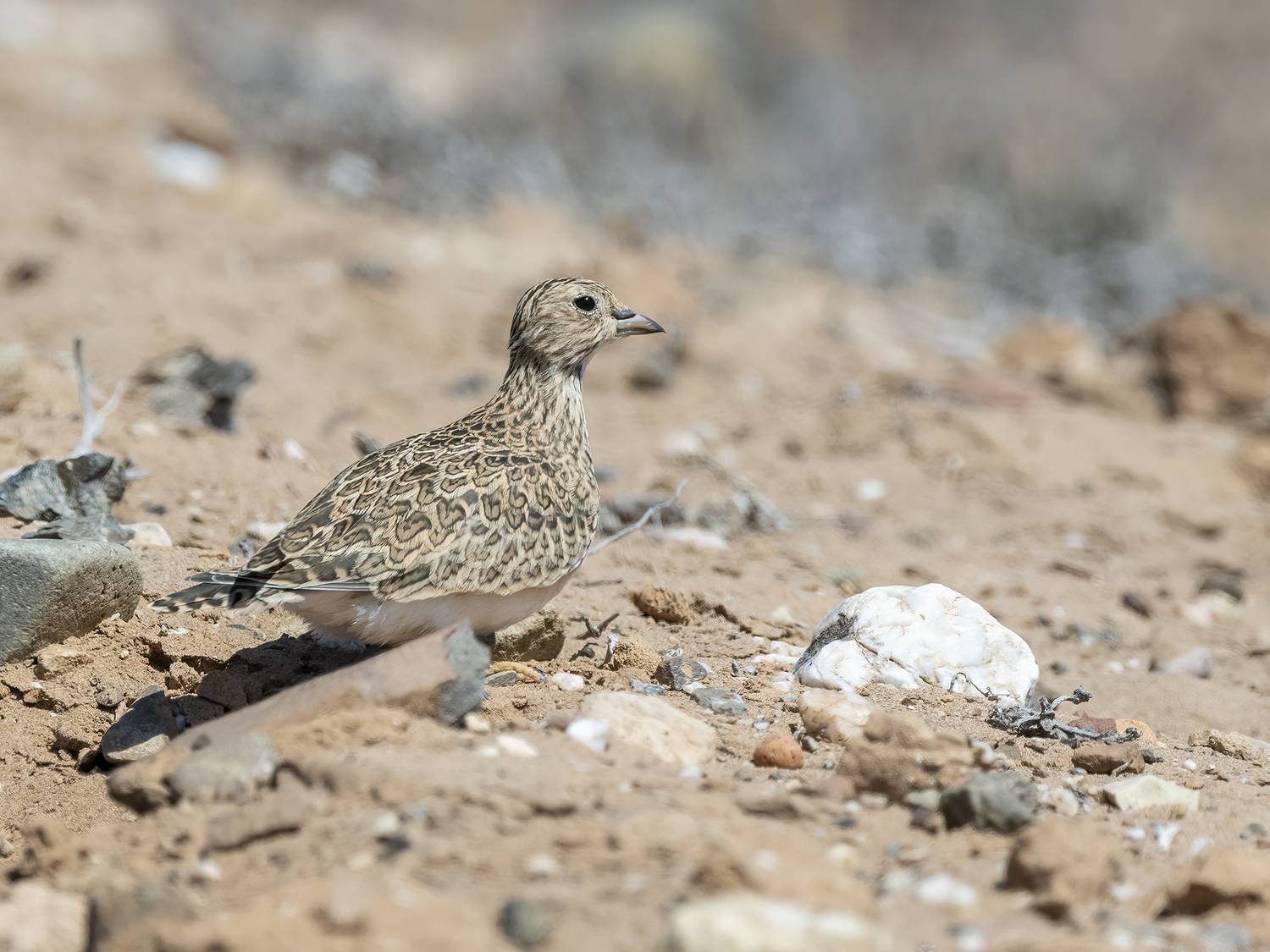 , Fernando Burgalin Sequeira