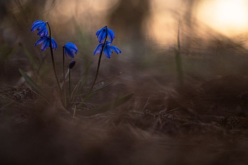 Где-то в Весеннем лесу.  фото превью