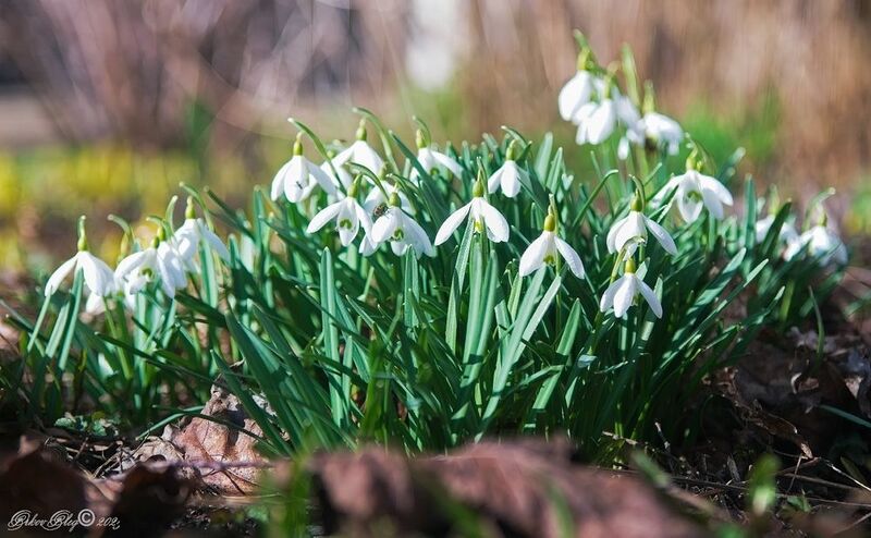 *** фото превью