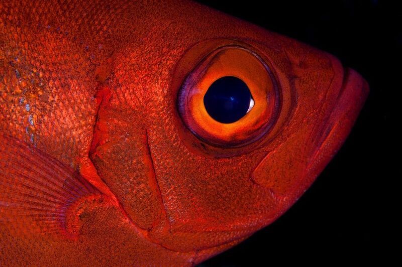 Big eye фото превью