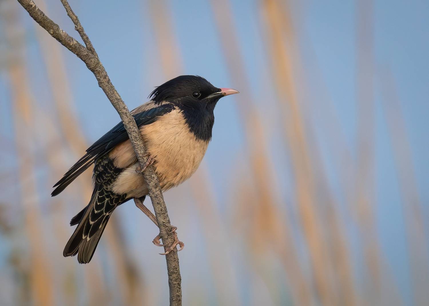 скворец, розовый скворец, птицы, животные, природа, pastor roseus, sturnus roseus, дагестан, Римма Герасименко