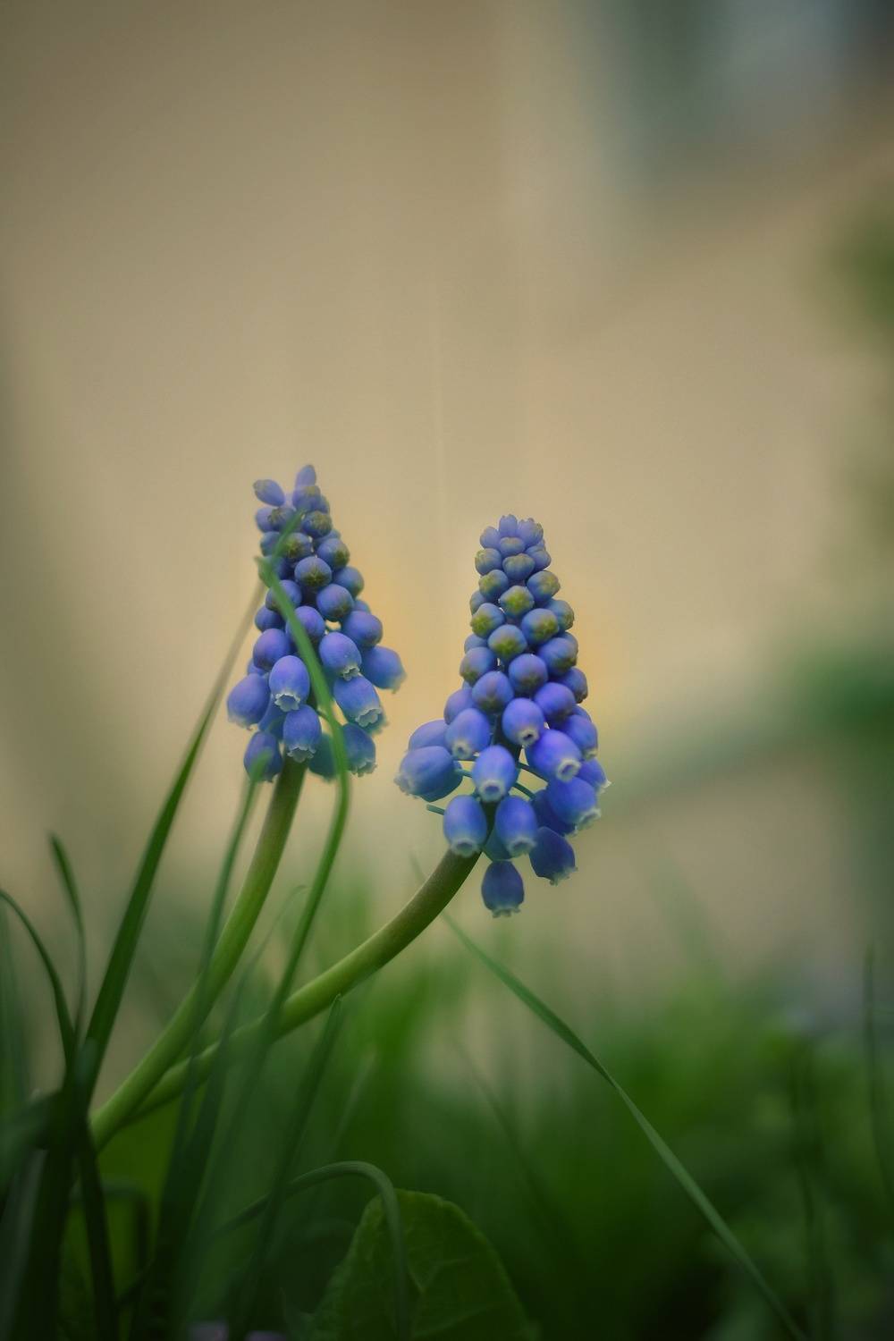 , Юлияна Стоянова