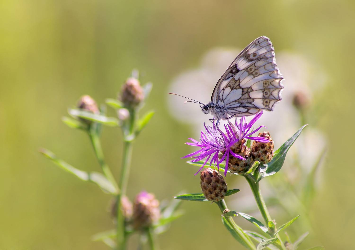 , Чепленко Алексей