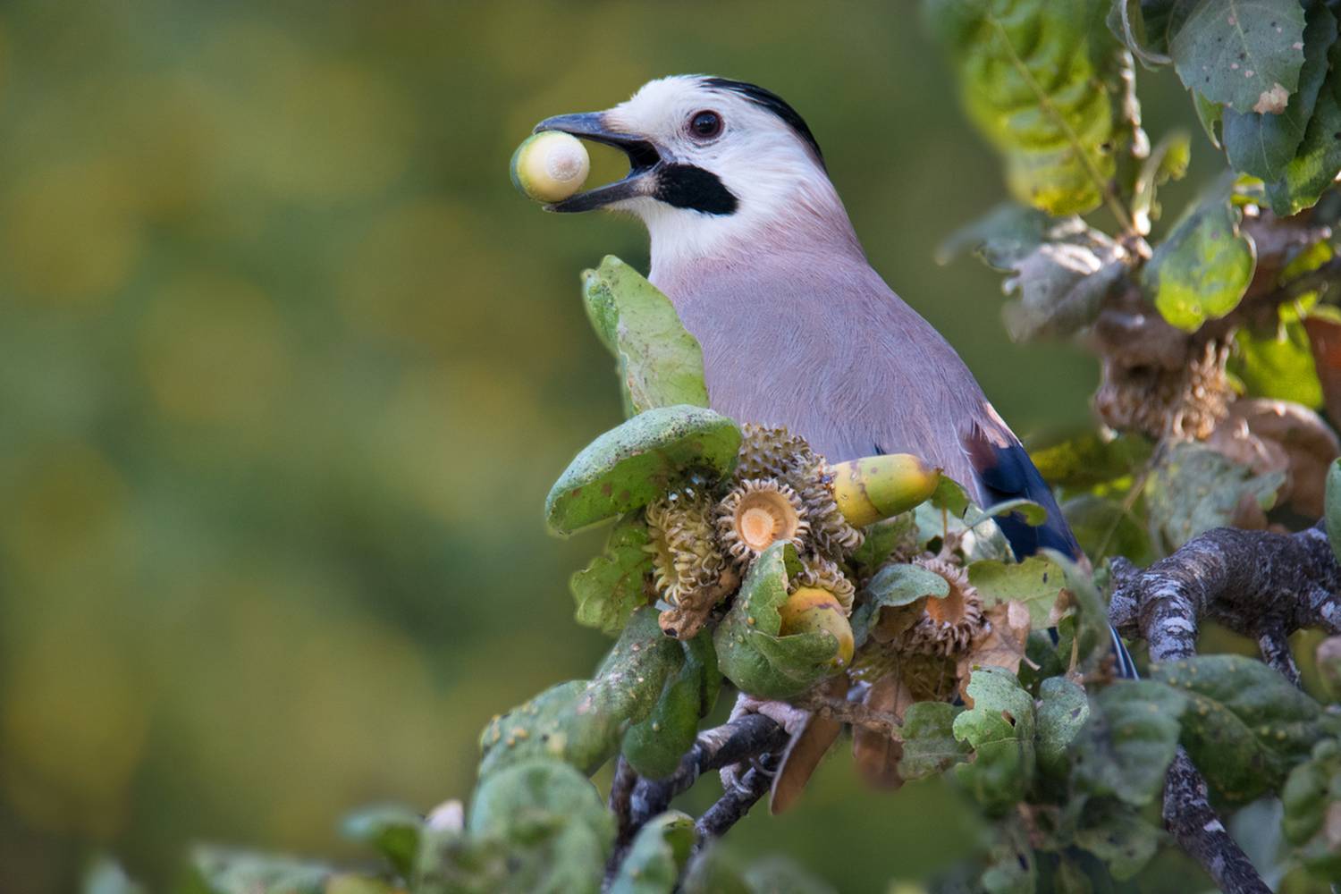 , Людмила Бекман