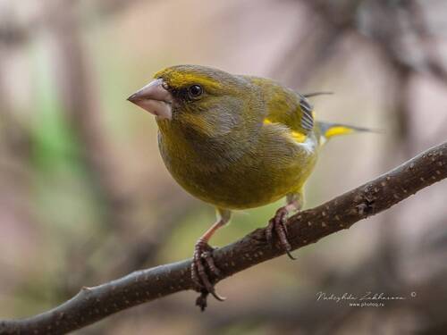 Вижу-вижу***