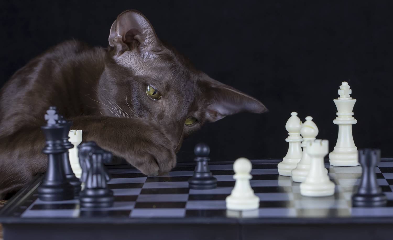 кот, ориентал, ориентальный, шахматы, Татьяна Феденкова