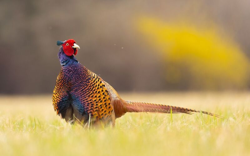 Pheasant фото превью