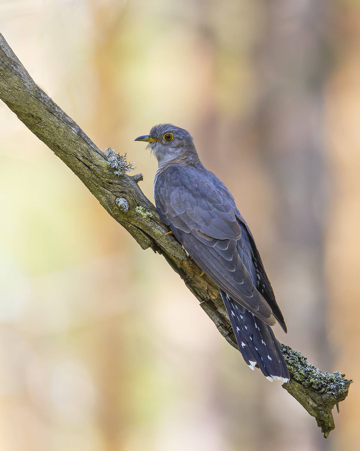 кукушка, Руслан Pl