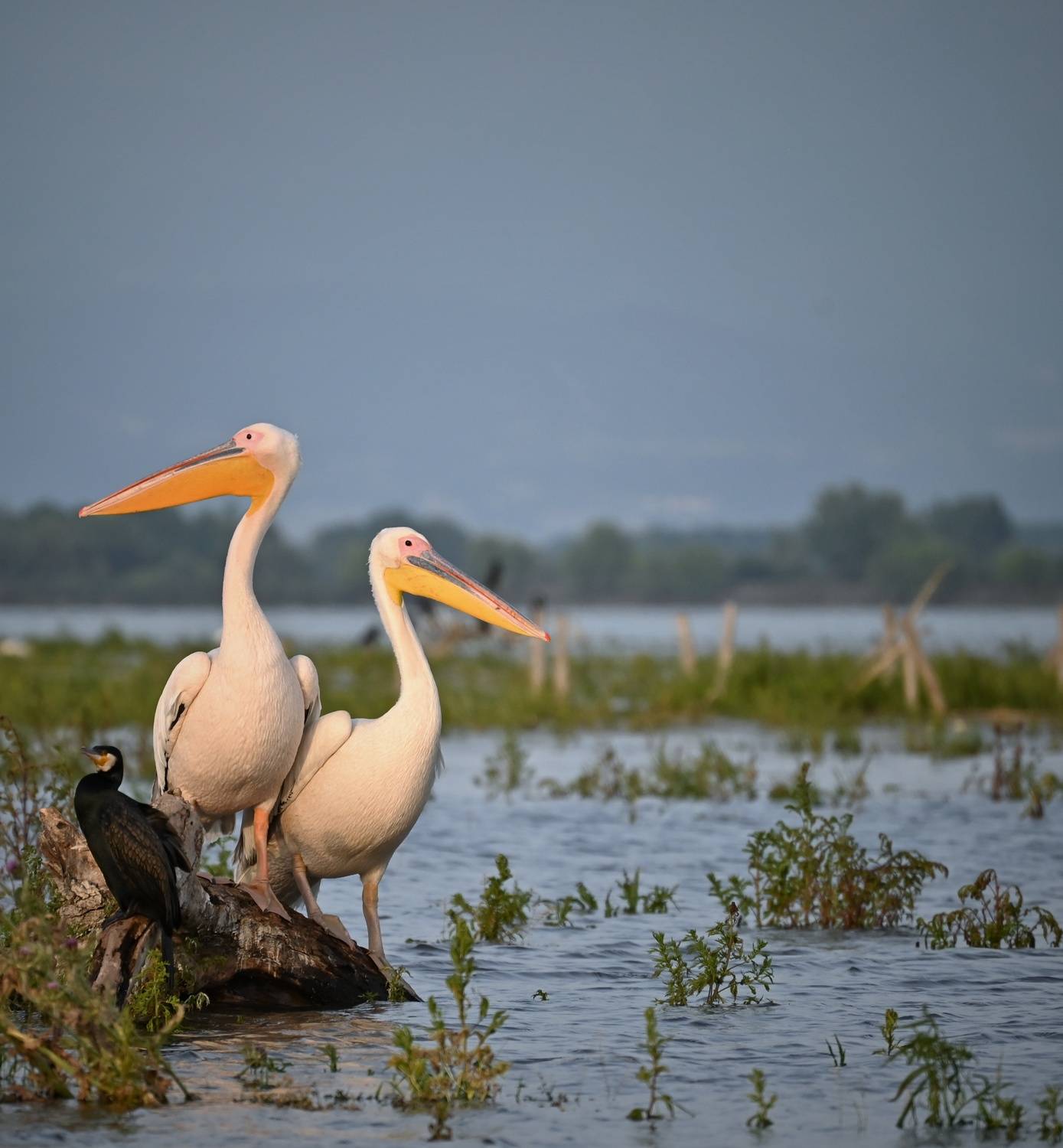 , Герчев Николай