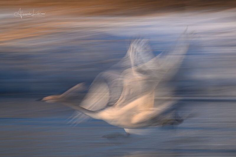 лебеди,алтай Вуали души... фото превью